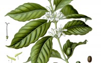 Weekly Coffee Perspective Illustration of Coffea arabica plant and seeds - Coffee perspective