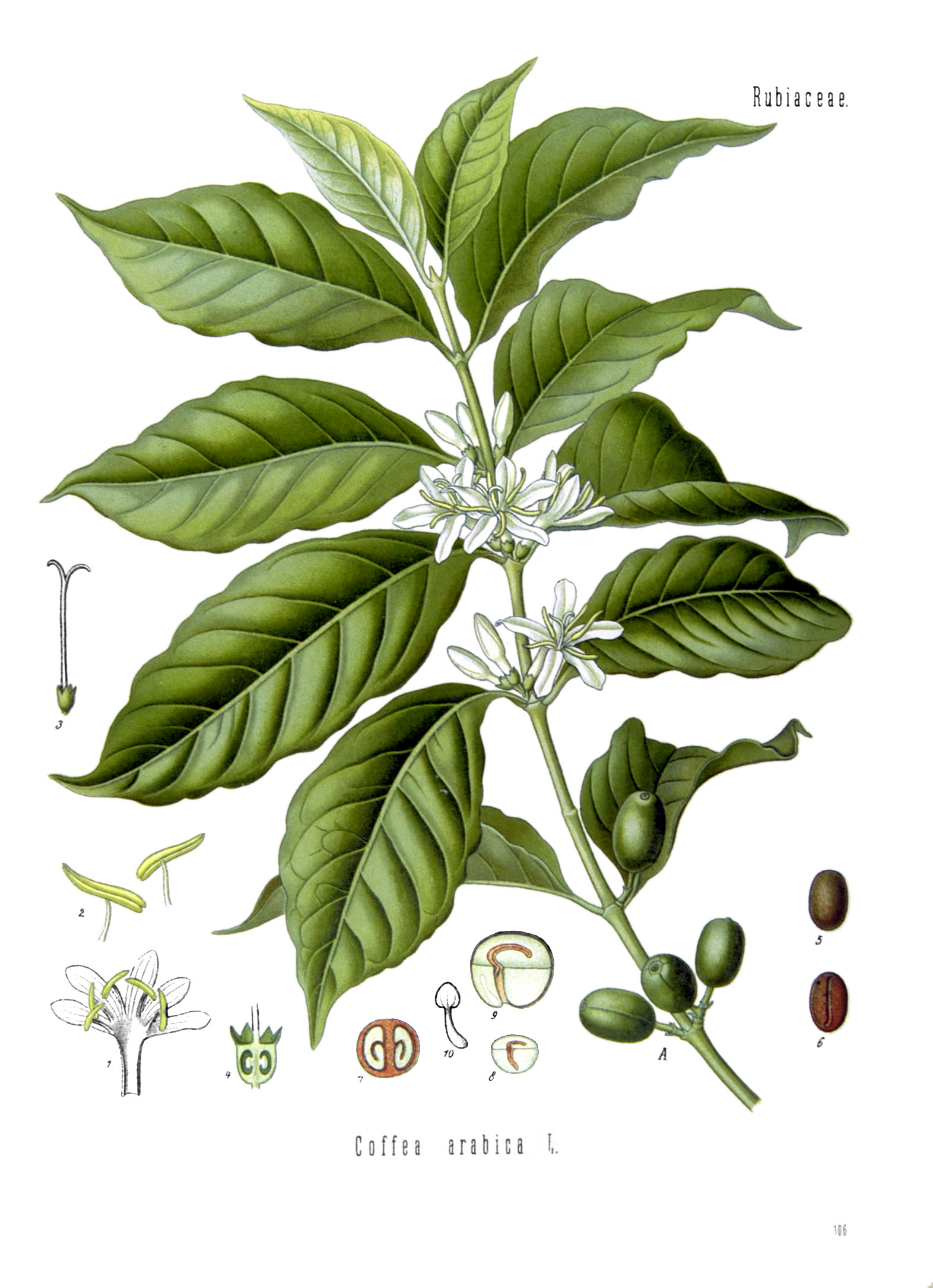 Illustration of Coffea arabica plant and seeds - Coffee perspective