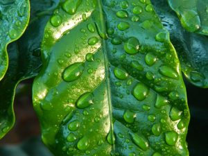 United Kingdom, coffee futures