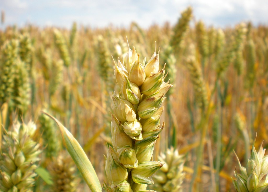 From Prairie to Port: The Diverse Agricultural Exports of Vancouver