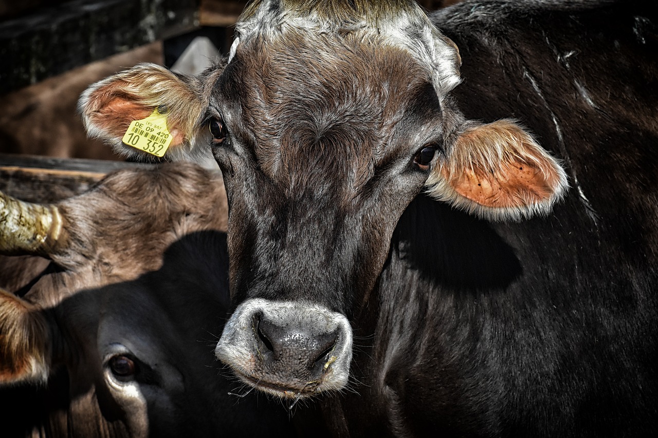 Livestock Commodity Trade: Market Facts and Figures