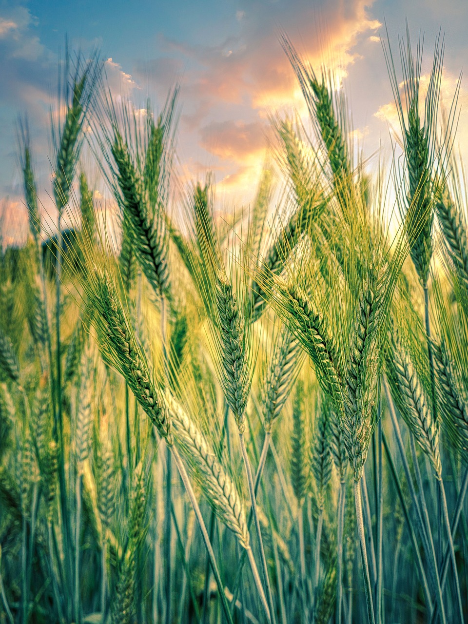 Grain Market