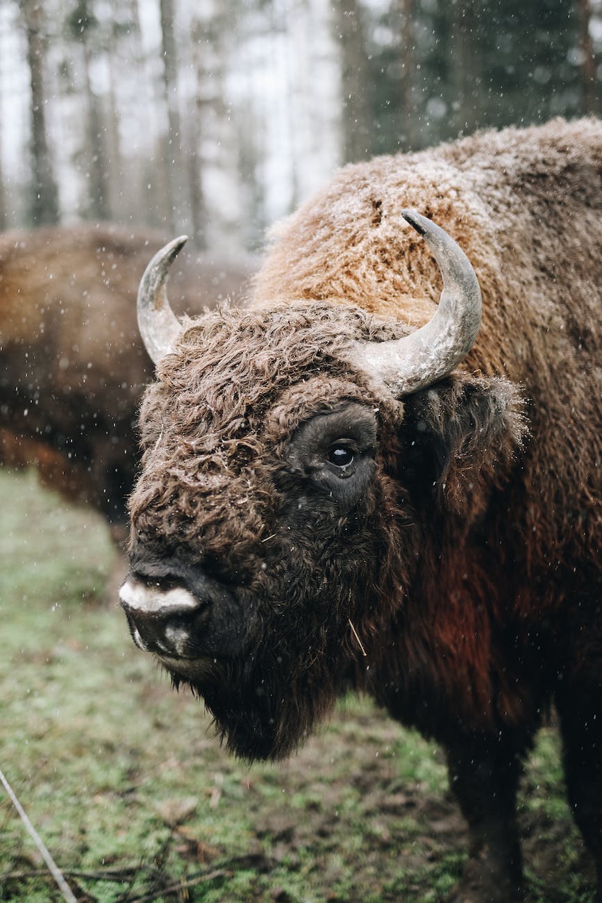 The Rising Star in Livestock: The Economic Potential of Bison