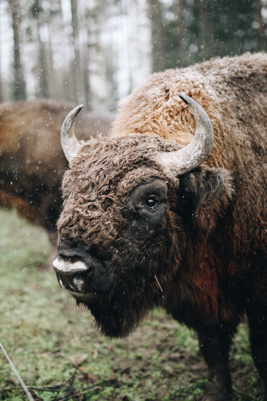 a bison on a grassy field